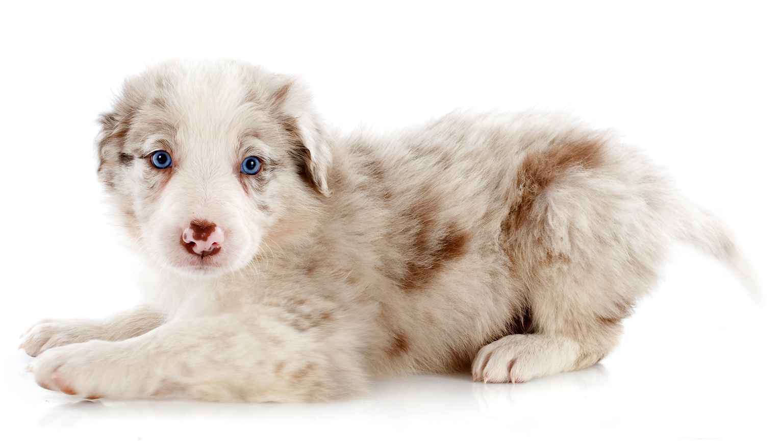 Image Title My Image