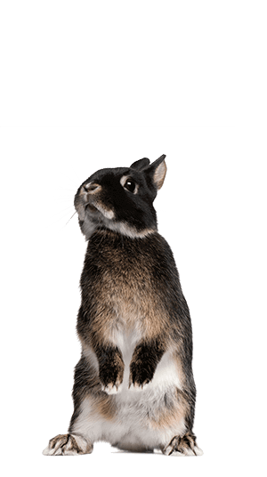 Image Title My Image