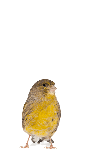 Image Title My Image